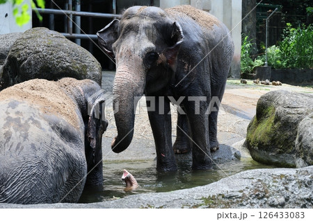 インドゾウ インド象 アジアゾウ 126433083