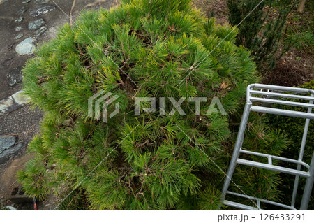 庭のクロマツ 126433291