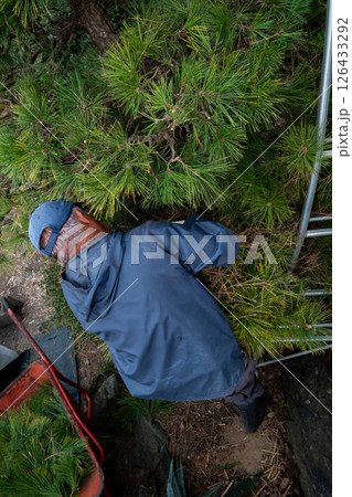 クロマツの剪定 126433292