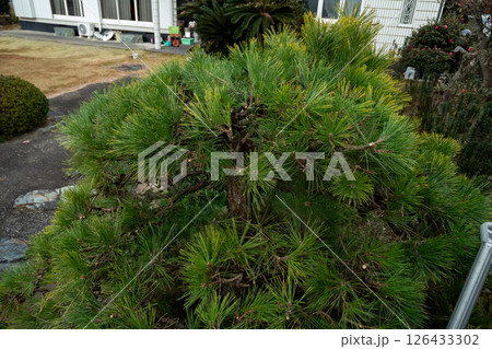 庭のクロマツ 126433302