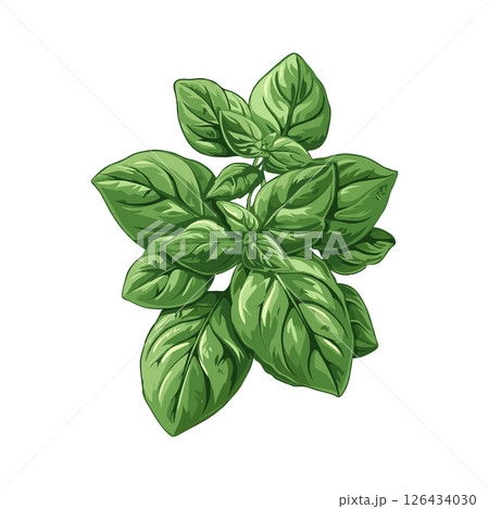 A bunch of vibrant basil leaves, illustrated in a detailed graphic style, on a plain background, representing freshness and culinary use 126434030