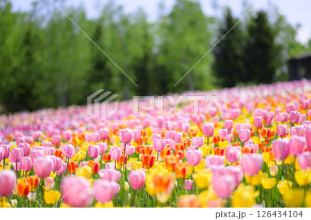 満開のチューリップ畑 満開のチューリップ畑 126434104