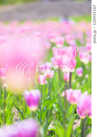 満開のチューリップ畑 126434107