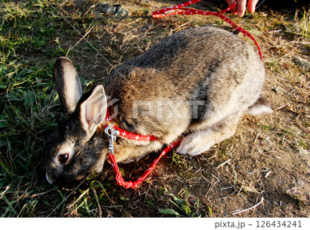 中津川ふれあい牧場 岐阜県 中津川ふれあい牧場 岐阜県 126434241