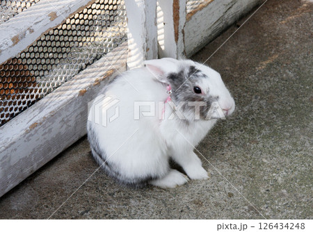 中津川ふれあい牧場　岐阜県 126434248