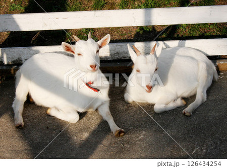 中津川ふれあい牧場　岐阜県 126434254