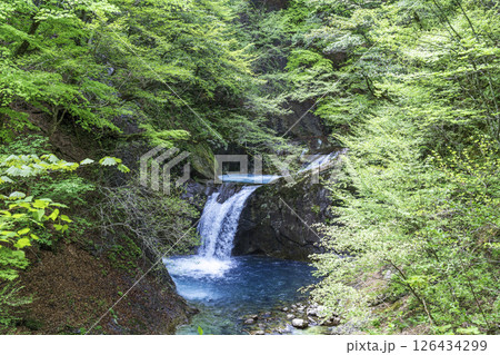 初夏の新緑に萌える西沢渓谷 初夏の新緑に萌える西沢渓谷 126434299