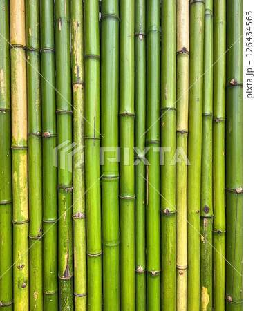 《AI画像》青々とした竹の垣根 126434563