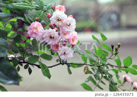 バラの花 126435073