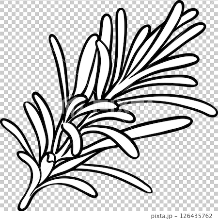 Rosemary Branch with Leaves Outline Illustration. Essential oil ingredient for cosmetics, spa, aromatherapy, health care. Organic natural nutritional spice. Rosemary Branch with Leaves Outline Illustration. Essential oil ingredient for cosmetics, spa, aromatherapy, health care. Organic natural nutritional spice. 126435762