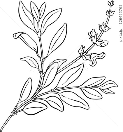 Sage Plant with Flowers and Leaves Outline Illustration. 126435763