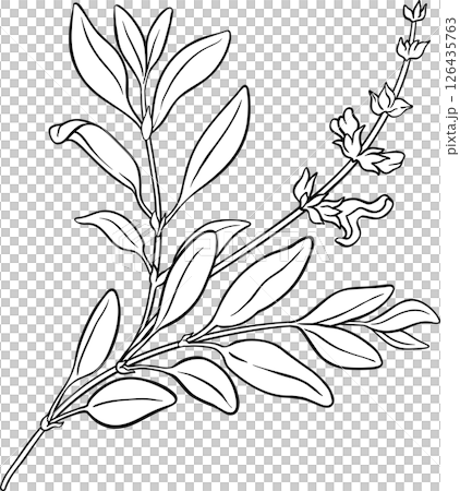 Sage Plant with Flowers and Leaves Outline Illustration. 126435763