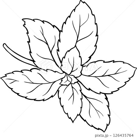 Stevia Branch Plant with Leaves Outline Illustration. Natural sweetener for health care, sugar substitute. Organic nutritional dietary supplement.  126435764