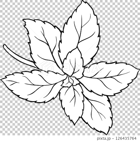 Stevia Branch Plant with Leaves Outline Illustration. Natural sweetener for health care, sugar substitute. Organic nutritional dietary supplement.  126435764