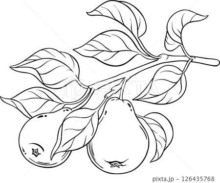 Pear Branch with Fruits and Leaves Outline Illustration. 126435768
