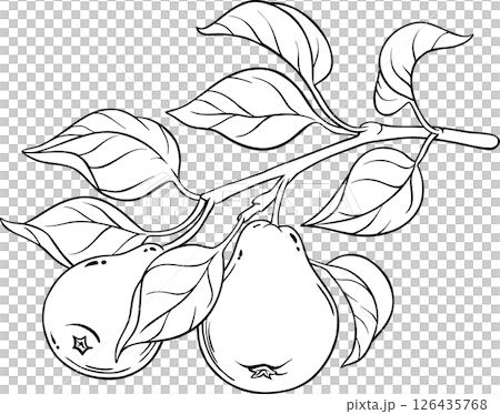 Pear Branch with Fruits and Leaves Outline Illustration. 126435768