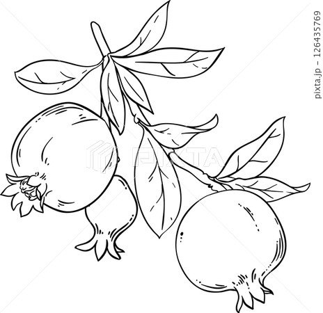 Pomegranate Branch with Fruits and Leaves Outline Illustration. Organic natural nutritional healthy food ingredient, vegetarian diet product.  126435769