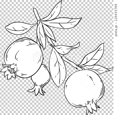 Pomegranate Branch with Fruits and Leaves Outline Illustration. Organic natural nutritional healthy food ingredient, vegetarian diet product.  126435769