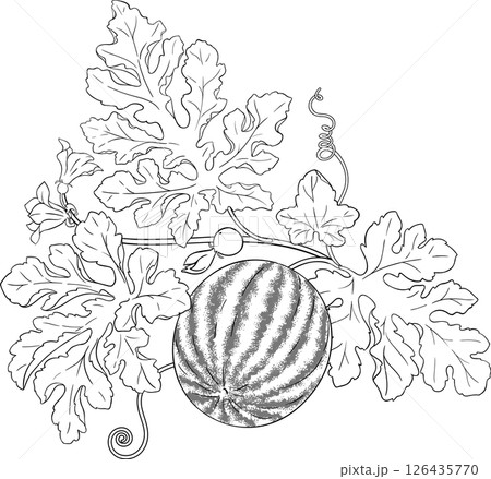 Watermelon Plant with Flowers, Fruits and Leaves Outline Illustration. Organic natural nutritional healthy food ingredient, vegetarian diet product. Watermelon Plant with Flowers, Fruits and Leaves Outline Illustration. Organic natural nutritional healthy food ingredient, vegetarian diet product. 126435770