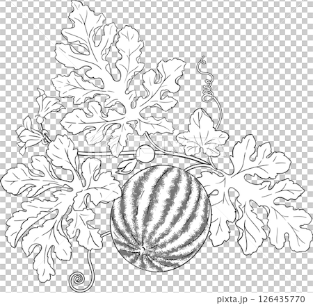 Watermelon Plant with Flowers, Fruits and Leaves Outline Illustration. Organic natural nutritional healthy food ingredient, vegetarian diet product. Watermelon Plant with Flowers, Fruits and Leaves Outline Illustration. Organic natural nutritional healthy food ingredient, vegetarian diet product. 126435770