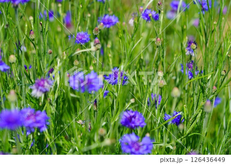 和束石寺地区の道端に咲くヤグルマギク（ 矢車菊） 126436449