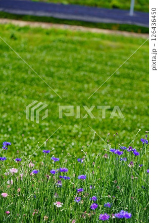 和束石寺地区・茶畑とヤグルマギク 126436450