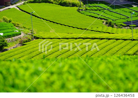 京都府景観資産・和束石寺地区・新緑の茶畑 126436458
