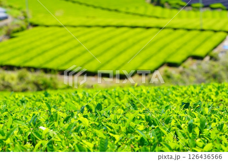 京都府景観資産・和束石寺・新緑の茶畑 京都府景観資産・和束石寺・新緑の茶畑 126436566