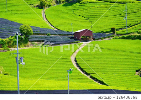 京都府景観資産・和束石寺・まだ覆いのある茶畑 126436568