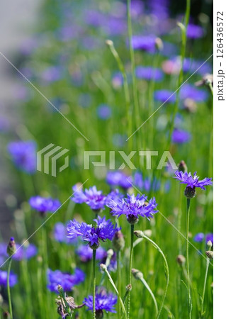和束石寺・道端に咲くヤグルマギクと茶畑の風景 126436572