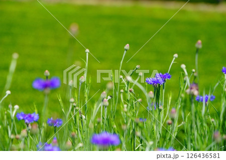 京都府景観資産・和束石寺・茶畑と矢車菊 126436581