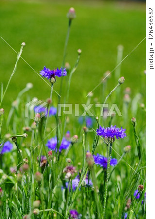 京都府景観資産・和束石寺・茶畑と矢車菊 126436582