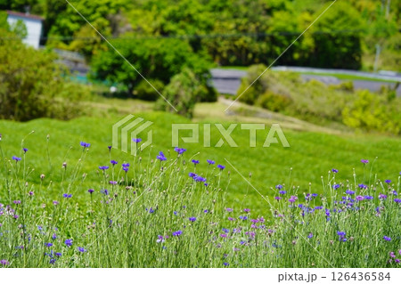 京都府景観資産・和束石寺・茶畑と矢車菊 126436584