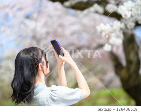 桜を撮る若い女性の後ろ姿(ピントはスマホ) 桜を撮る若い女性の後ろ姿(ピントはスマホ) 126436619