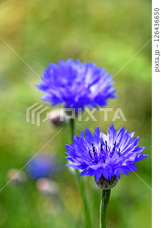 ヤグルマギク（矢車菊） 126436650
