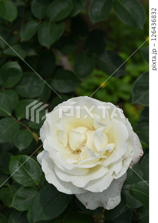 正雪・バラ 126436832