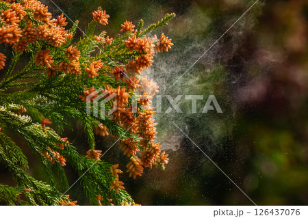 飛散するスギ花粉 飛散するスギ花粉 126437076