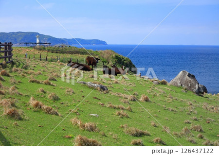 【佐賀県】晴天の杉の原放牧場 【佐賀県】晴天の杉の原放牧場 126437122
