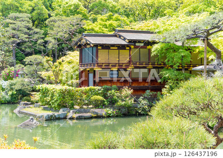 春の神戸市・相楽園の日本庭園の船屋形と青紅葉 春の神戸市・相楽園の日本庭園の船屋形と青紅葉 126437196