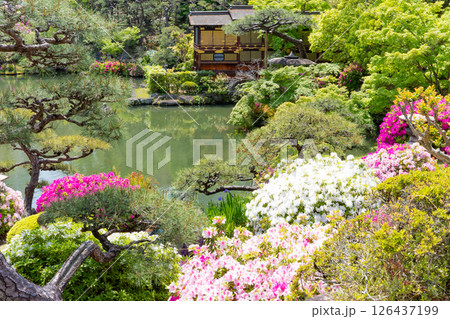 春の神戸市・相楽園の日本庭園の船屋形とツツジ 春の神戸市・相楽園の日本庭園の船屋形とツツジ 126437199