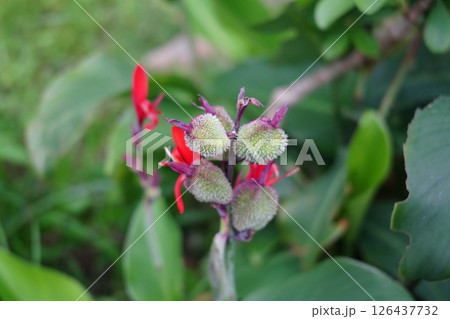 カンナ 花 フラワー 126437732