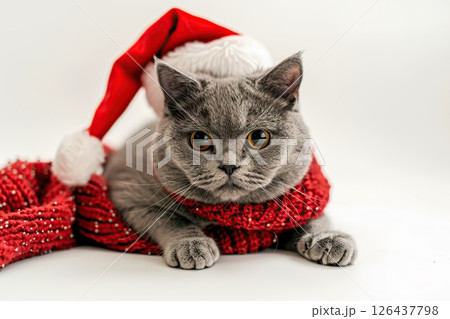 Happy cat in red Christmas hat and knitted scarf isolated on white background. Christmas Cat. Pet Xmas costume. Beautiful beige british Kitten in Santa Claus hat waiting for holidays. Happy New Year 126437798