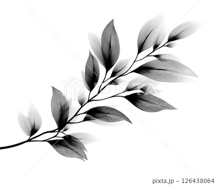 Black And White Detailed Branch With Leaves Illustration 126438064