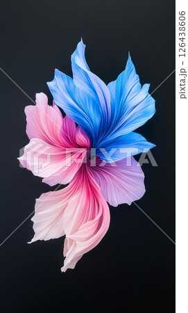 Vibrant betta fish display a harmonious blend of sapphire and ruby hues, gracefully swirling as they swim, creating a calming underwater experience 126438606