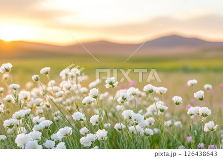 Delicate white flowers flourish in the foreground, creating a beautiful contrast with rolling desert dunes under a colorful sunset sky 126438643