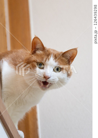 鳴いてアピールする猫　茶トラ白 126439298