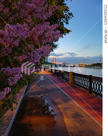 Blooming lilacs on the embankment of the Moscow River on a spring evening. 126439312