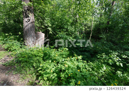 Lush Forest Scene with Trees and Green Foliage 126439324