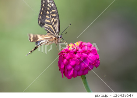 花にとまるアゲハチョウ 花にとまるアゲハチョウ 126439547