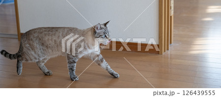 室内を歩く猫 126439555